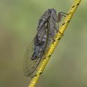 Mature Cicada.jpg